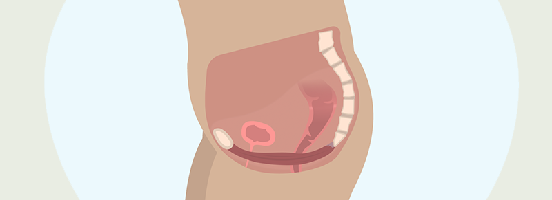 Cross section of a pelvic floor